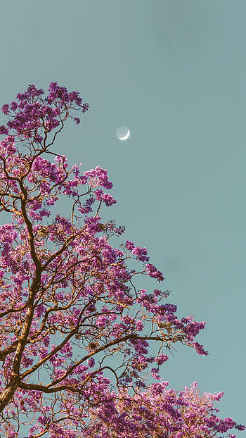 Jacaranda and moon, Jacarandas, Trees, Amoled, Peace, Rose HD phone wallpaper