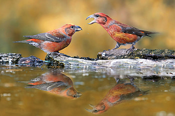 Male Crossbills, birds, reflection, water, animals HD wallpaper