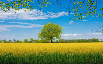 Tree in Rapeseed Field, spring, rapeseed, tree, field HD wallpaper