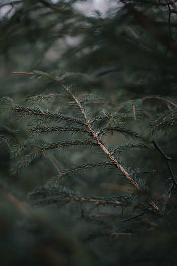 Needle, Macro, Forest, Blur, Smooth, Branch HD phone wallpaper