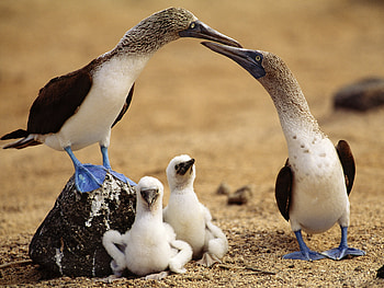Blue footed booby , Animal HD wallpaper