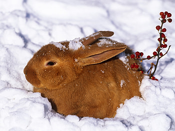 Animals, Snow, Hide, Cold, Hare HD wallpaper