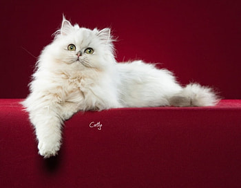 Persa Chincilla Macho, kitten, gato, animals, cute, cat HD wallpaper