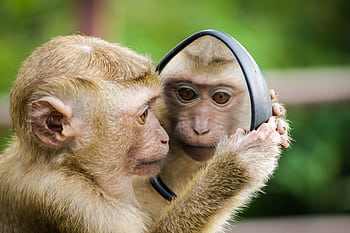 A macaque monkey curiously examines its reflection in a handheld mirror outdoors. HD wallpaper