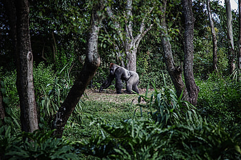 Virunga National Park, Gorilla trekking, Bwindi National Park, Uganda HD wallpaper