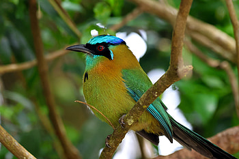 Lesson's Motmot (Momotus lessonii), Animal, Motmot HD wallpaper