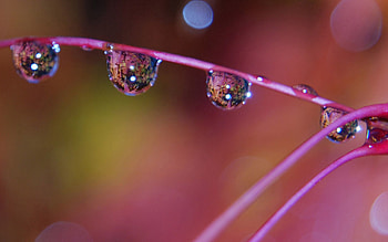 Drops, Macro, Color, Dew, Stem, Stalk HD wallpaper