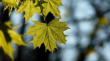 Maple leaf, Blurred beauty, Nature's abstract, Artistic appeal HD wallpaper