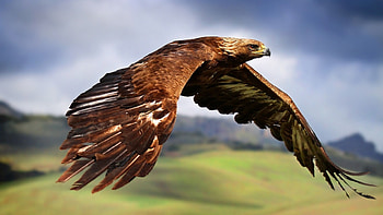 Hawk , Best , Full HD wallpaper
