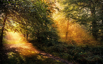 Autumn forest in England at dawn, sunlight, morning, path, mist, leaves, trees HD wallpaper