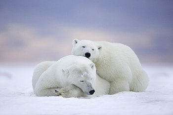 Polar Bears Cold Snow, polar-bear, animals, cute, cold HD wallpaper