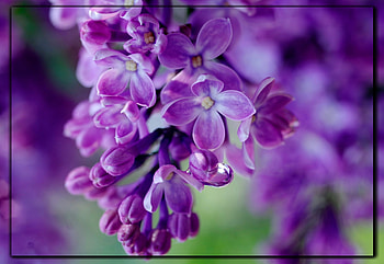 FRAMED LILACS, LILACS, NATURE, FRAMED HD wallpaper