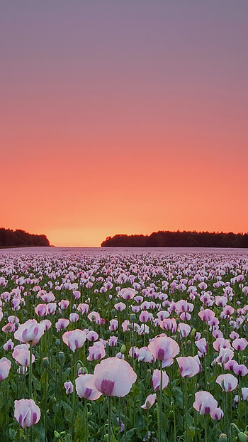 Poppy flowers field, Sony Xperia , & , Captivating beauty HD phone wallpaper