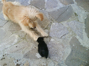 shaggy and the little musho, cat, cat and dog, shaggy, little HD wallpaper