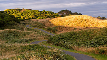 Road Between Dry Green Grass White Flowers Trees Sunrays During Daytime Blue Sky Nature HD wallpaper