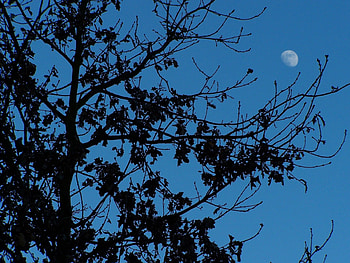 Moon, blue, sky, tree HD wallpaper