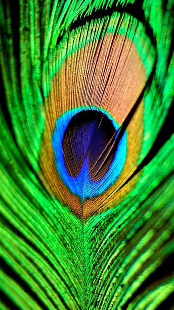 Peacock , Striking design, Beautiful bird, Mesmerizing HD phone wallpaper