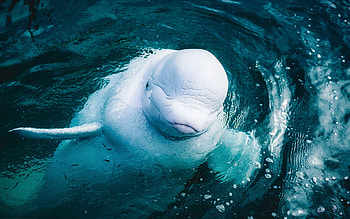 Beluga Whale, Arctic Ocean, White whale, Wildlife conservation HD wallpaper