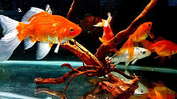Gold Fish, Goldfish , Most popular, Backgrounds HD wallpaper