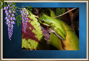 FRAMED FROG, NATURE, FROG, , FRAMED HD wallpaper