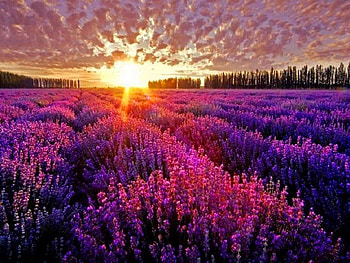 Strike of gold, purple, rows, sunlight, field, lavender, clouds, gold, sunset HD wallpaper