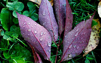 Autumn, Leaves, Drops, Plant, Macro, Fallen HD wallpaper