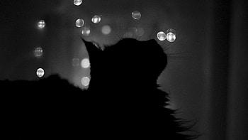 Glare, Cat, Shadow, Bw, Chb, Traits, Features HD wallpaper