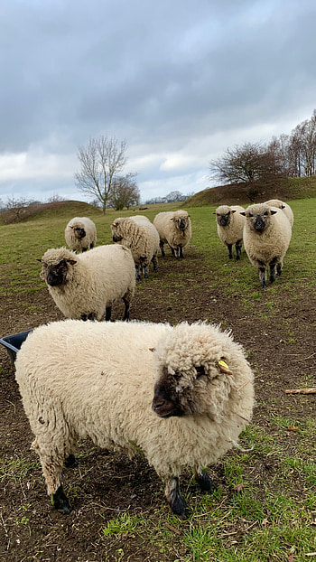 Sheep for cozy homes, Scandinavian decor, Danish inspiration, Charming interiors HD phone wallpaper