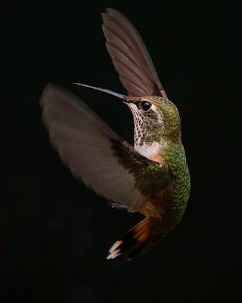Captivating close-up of a hummingbird mid-flight with detailed feathers. HD phone wallpaper