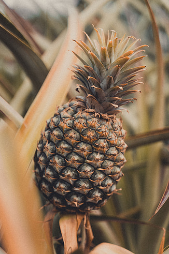 Food, Leaves, Plant, Fruit, Tropical, Pineapple HD phone wallpaper
