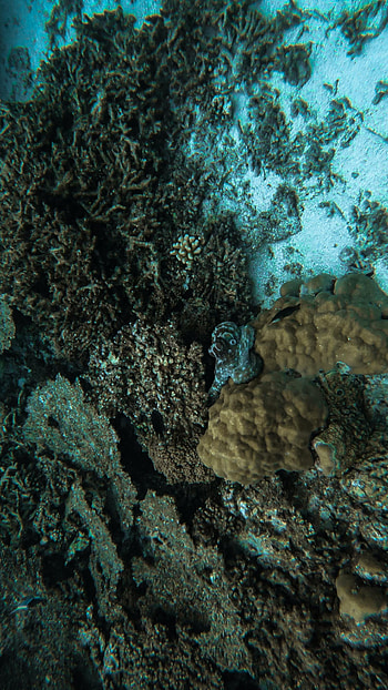 Nature, Octopus, Coral, Underwater World, Seaweed, Algae HD phone wallpaper