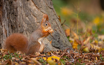 Squirrel, animal, rodent, nut HD wallpaper
