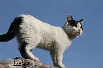 Animals, Sky, Kitty, Kitten, Spotted, Spotty, Stroll, Climb HD wallpaper