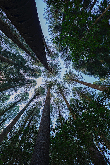Nature, Trees, Pine, Branches, Bottom View HD phone wallpaper