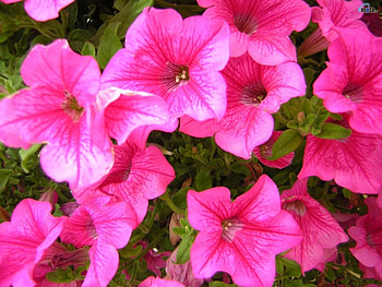 Plants, Flowers HD wallpaper