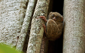 Animals, Wood, Sit, Tree, Muzzle, Eyes, Tarsier HD wallpaper