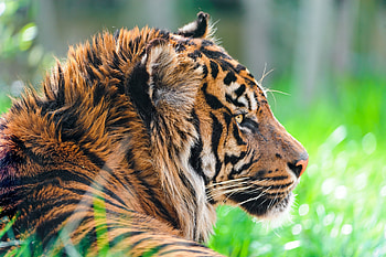 Animals, Grass, Predator, Tiger, Profile, Wool HD wallpaper