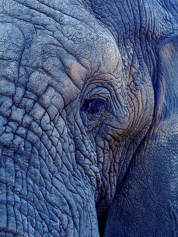 Animals, Folds, Pleating, Elephant, Eye HD phone wallpaper