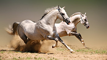 Animals, Horses HD wallpaper