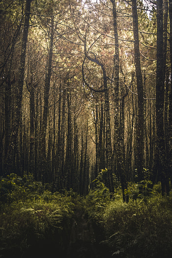 Nature, Trees, Forest, Branches, Vegetation HD phone wallpaper