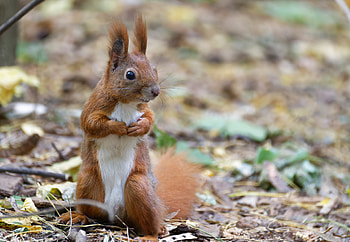 Squirrel, animal, tail, rodent HD wallpaper