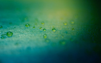 Drops, Macro, Shine, Light, Surface, Dew HD wallpaper
