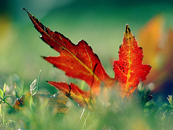 Plants, Leaves HD wallpaper