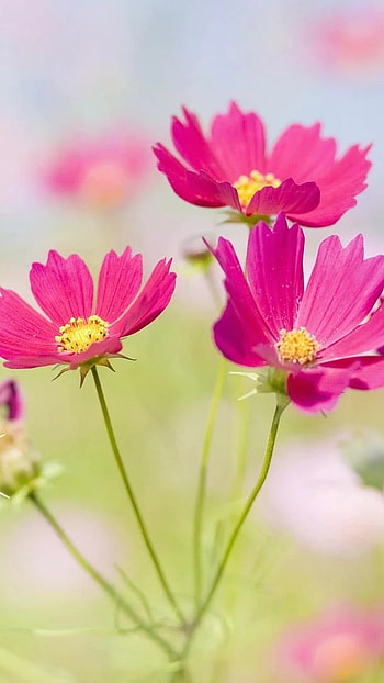 Flowers , Beautiful, Pink Flowers HD phone wallpaper