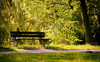 Nature, Summer, Park, Bench HD wallpaper