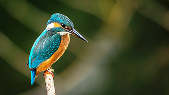 Kingfisher, Birds HD wallpaper