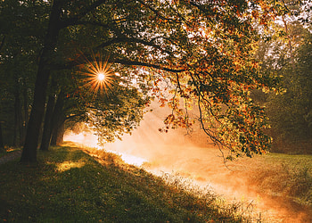 Landscape, Nature, Trees, Sun, Rays, Beams, Sunlight HD wallpaper