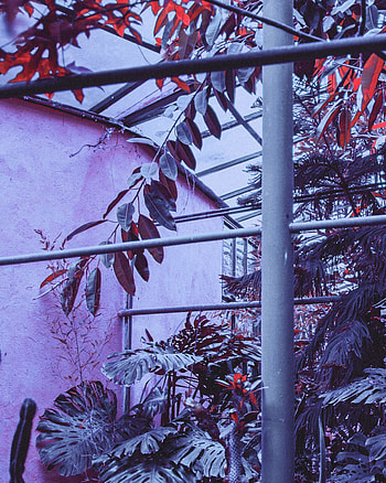Plants, Miscellanea, Miscellaneous, Design, Construction, Metal, Metallic, Exotic, Greenhouse HD phone wallpaper