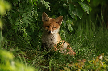 Baby fox, cute, predator HD wallpaper