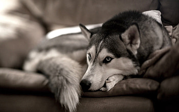 Animals, Dog, Sight, Opinion, Husky, Haska HD wallpaper